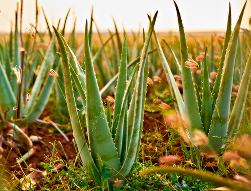 Campos de cultivo de Aloés da Forever Living Products